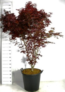 Acer pal. 'Fireglow'