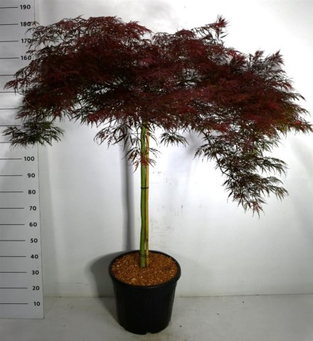 Acer pal. 'Garnet'