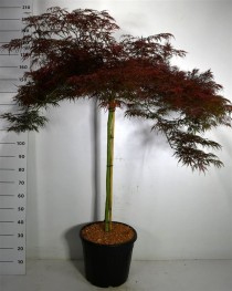 Acer pal. 'Garnet'
