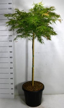 Acer pal. 'Green Lace'