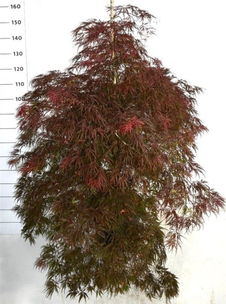 Acer pal. 'Inaba-shidare'