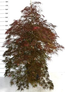 Acer pal. 'Inaba-shidare'