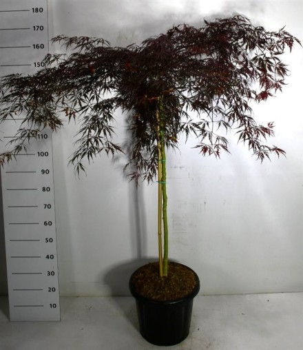 Acer pal. 'Inaba-shidare'