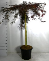 Acer pal. 'Inaba-shidare'