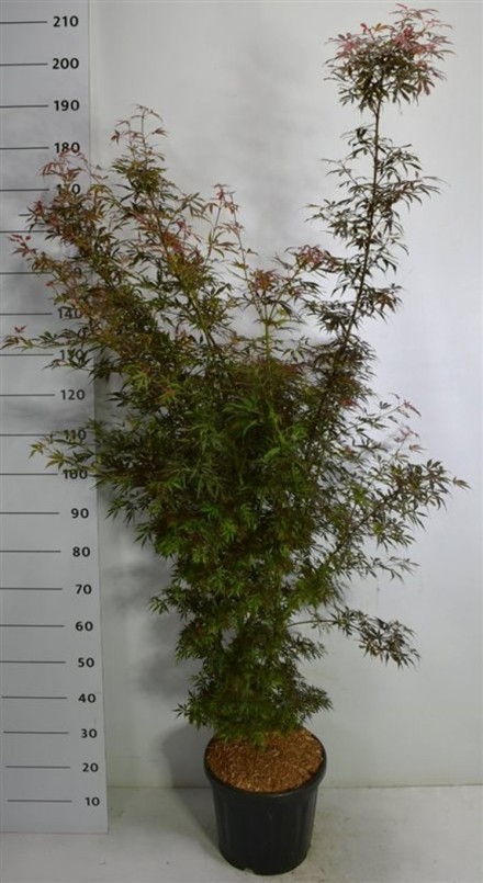 Acer pal. 'Jerre Schwartz'