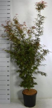 Acer pal. 'Jerre Schwartz'