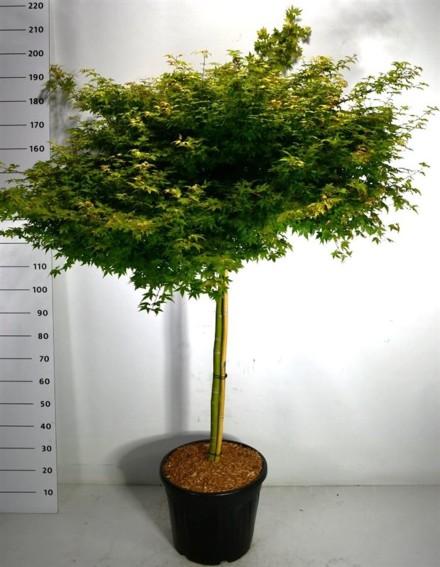 Acer pal. 'Little Princess'