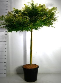 Acer pal. 'Little Princess'