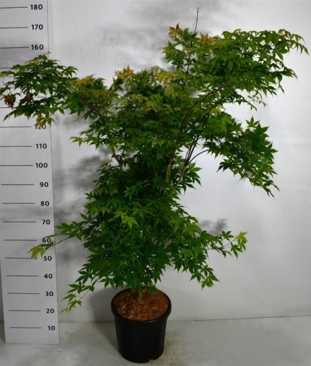 Acer pal. 'Osakazuki'