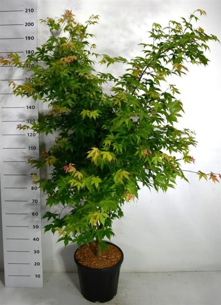 Acer pal. 'Osakazuki'