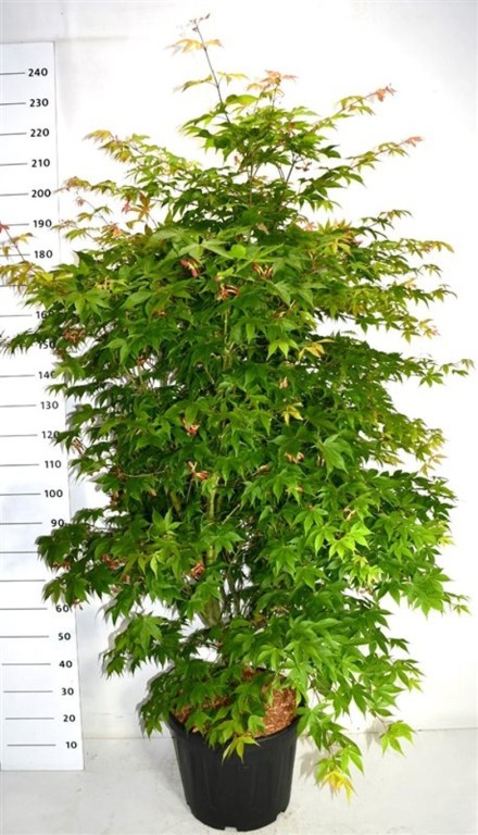 Acer pal. 'Osakazuki'