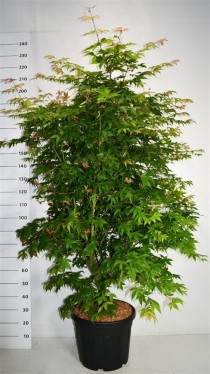 Acer pal. 'Osakazuki'