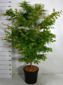 Acer pal. 'Sangokaku'