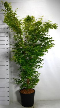 Acer pal. 'Sangokaku'