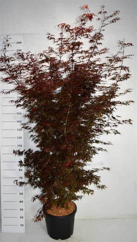 Acer pal. 'Skeeter's Broom'