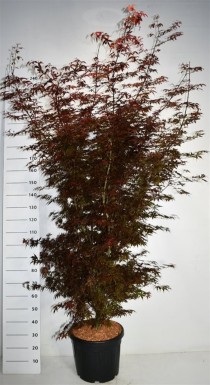 Acer pal. 'Skeeter's Broom'