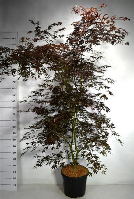 Acer pal. 'Sumi-nagashi'