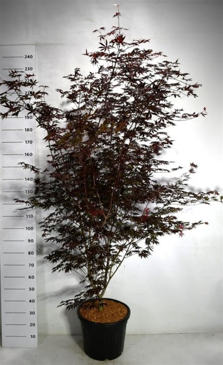 Acer pal. 'Trompenburg'