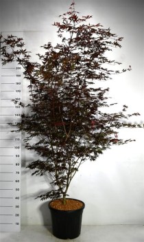 Acer pal. 'Trompenburg'