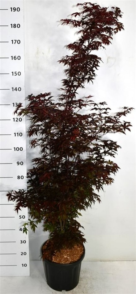 Acer pal. 'Twombly's Red Sentinel'