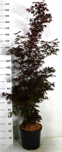 Acer pal. 'Twombly's Red Sentinel'