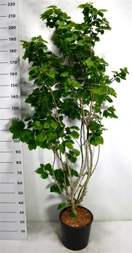 Cercis chinensis 'Avondale'