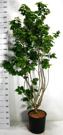 Cercis chinensis 'Avondale'