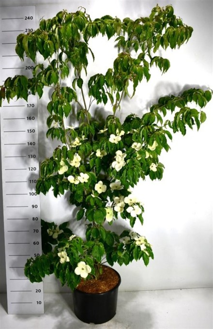 Cornus k. 'Teutonia'