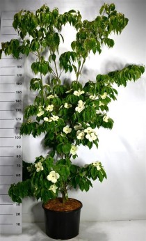 Cornus k. 'Teutonia'