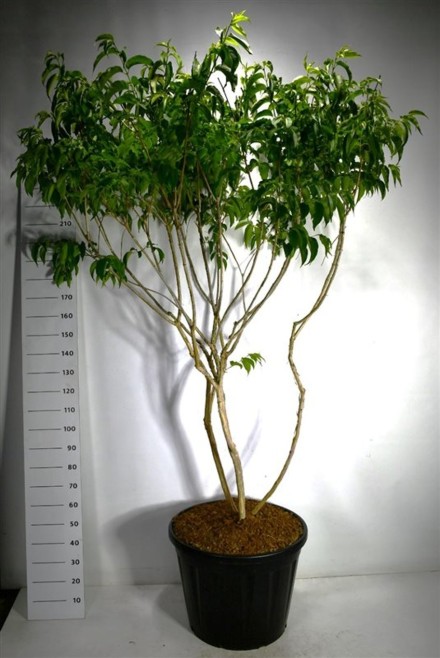 Heptacodium miconioides