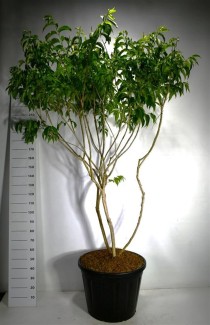 Heptacodium miconioides