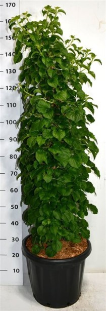 Hydrangea petiolaris