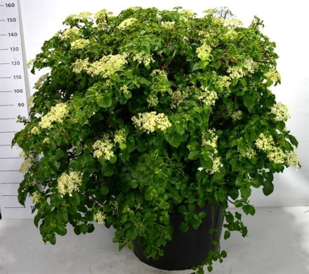 Hydrangea petiolaris