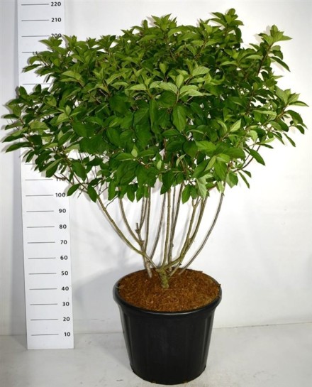 Hydrangea pan. 'Polar Bear'