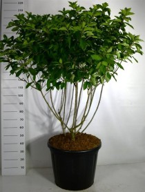 Hydrangea pan. 'Polar Bear'