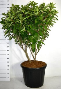 Hydrangea pan. 'Wim's Red'