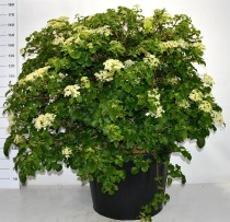 Hydrangea petiolaris