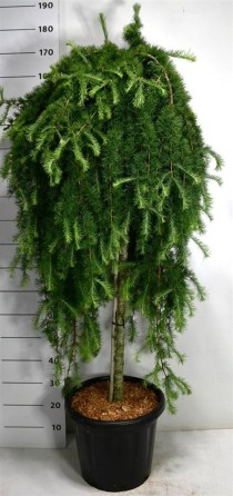 Larix kaempf. 'Stiff Weeper'