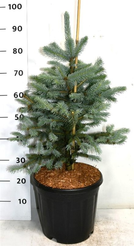 Picea pungens 'Fat Albert'
