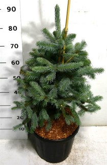 Picea pungens 'Fat Albert'