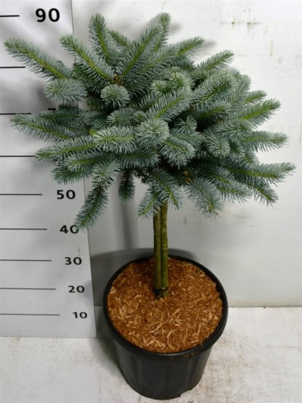 Picea pungens 'Glauca Globosa'