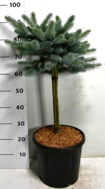Picea pungens 'Glauca Globosa'