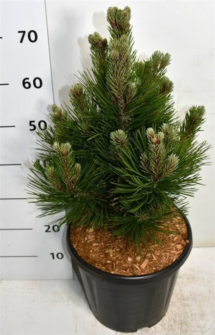 Pinus heldreichii 'Little Dracula'