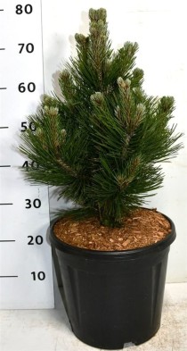 Pinus heldreichii 'Little Dracula'