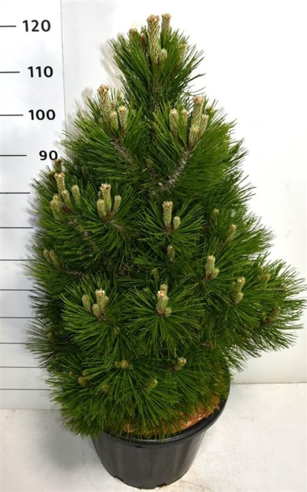 Pinus heldreichii 'Malinki'