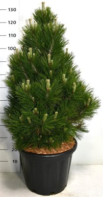 Pinus heldreichii 'Malinki'