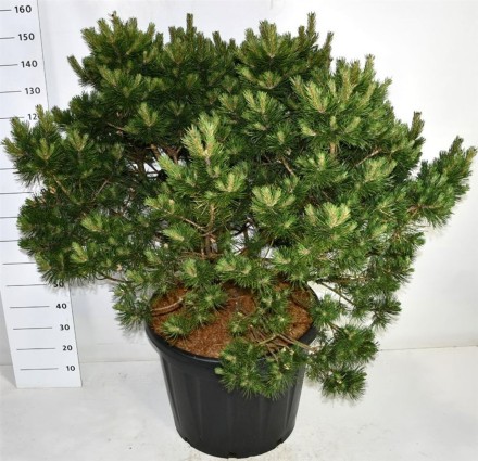 Pinus mugo 'Gnom'