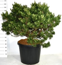 Pinus mugo 'Gnom'