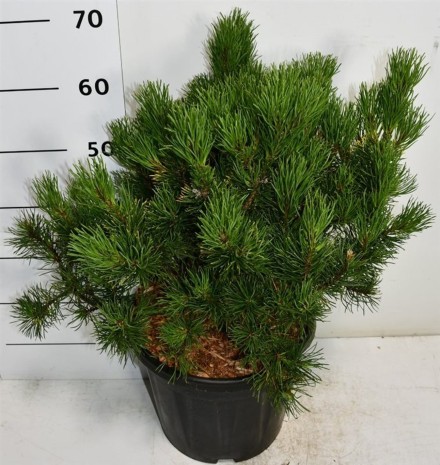 Pinus mugo 'Winter Gold'