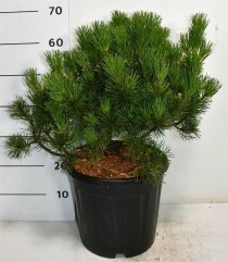 Pinus mugo 'Winter Gold'